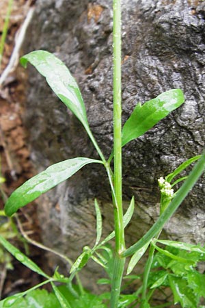 Pimpinella cretica \ Kretische Bibernelle, Kreta Zakros - Schlucht 8.4.2015