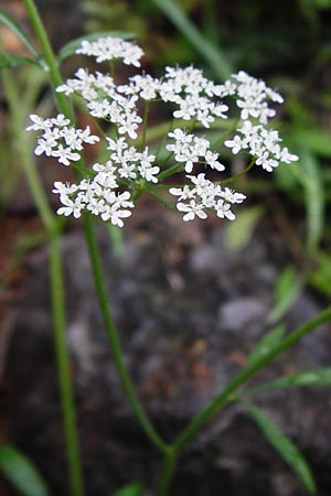 Pimpinella cretica \ Kretische Bibernelle, Kreta Zakros - Schlucht 8.4.2015