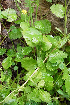 Pimpinella cretica \ Kretische Bibernelle, Kreta Zakros - Schlucht 8.4.2015