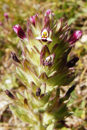 Parentucellia latifolia \ Breitblttrige Parentucellia, Kreta Kato Arhanes 1.4.2015