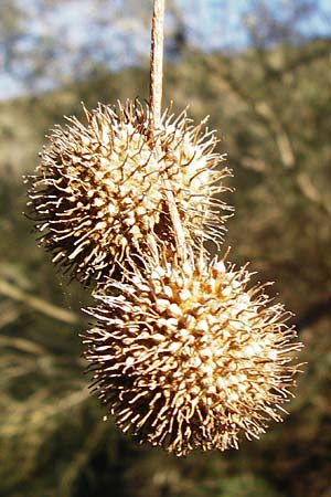 Platanus orientalis \ Orientalische Platane, Kreta Agios Vasilios 1.4.2015