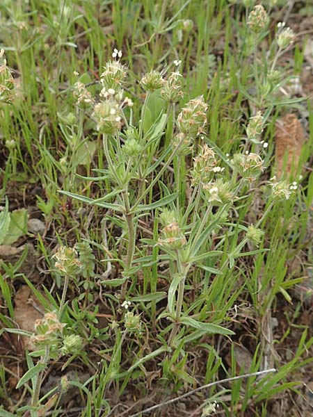 Plantago afra \ Flohsamen-Wegerich, Kreta Arhanes, Jouhtas 30.3.2015