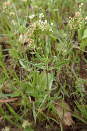 Plantago afra \ Flohsamen-Wegerich, Kreta Arhanes, Jouhtas 30.3.2015