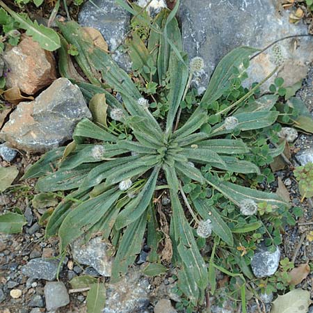 Plantago lagopus \ Hasenfu-Wegerich / Hare's Foot Plantain, Kreta/Crete Arhanes, Jouhtas 30.3.2015