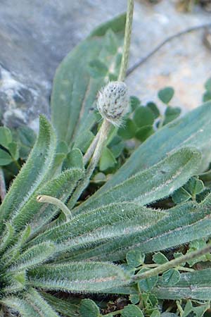 Plantago lagopus \ Hasenfu-Wegerich, Kreta Arhanes, Jouhtas 30.3.2015