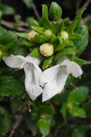 Prasium majus / Great Hedge Nettle, Crete Arhanes, Jouhtas 30.3.2015