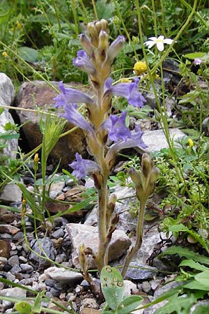 Phelipanche mutelii ? \ Mutels stige Sommerwurz / Mutel's Hemp Broomrape, Dwarf Broomrape, Kreta/Crete Aradena - Schlucht / Gorge 4.4.2015