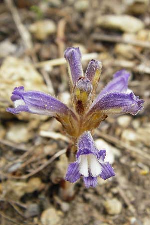 Phelipanche mutelii / Mutel's Hemp Broomrape, Dwarf Broomrape, Crete Mirsini 7.4.2015