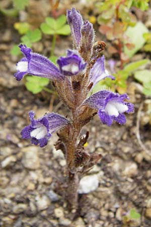 Phelipanche mutelii \ Mutels stige Sommerwurz / Mutel's Hemp Broomrape, Dwarf Broomrape, Kreta/Crete Mirsini 7.4.2015