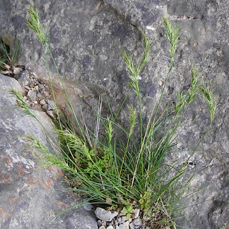 Poa bulbosa \ Knolliges Rispengras, Kreta Aradena - Schlucht 4.4.2015