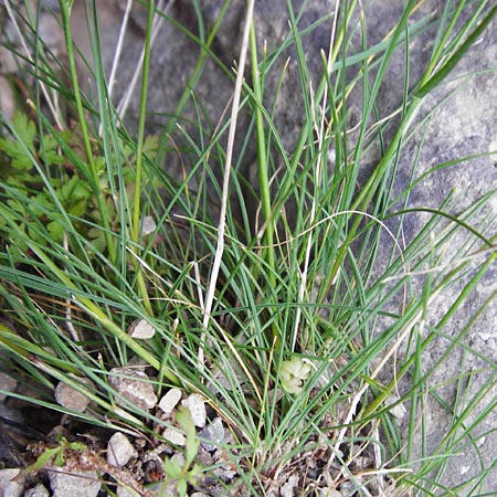 Poa bulbosa \ Knolliges Rispengras, Kreta Aradena - Schlucht 4.4.2015