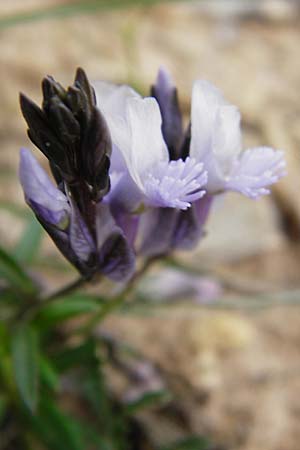 Polygala venulosa \ Geaderte Kreuzblume, Geadertes Kreuzblmchen, Kreta Zakros - Schlucht 8.4.2015