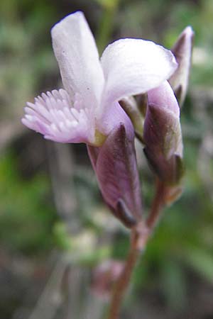 Polygala venulosa \ Geaderte Kreuzblume, Geadertes Kreuzblmchen, Kreta Thripti 10.4.2015