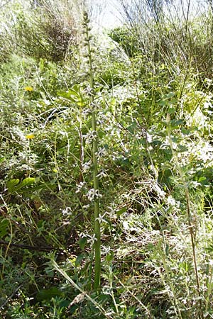 Petromarula pinnata \ Kretische Ruten-Glockenblume, Kreta Knossos 1.4.2015