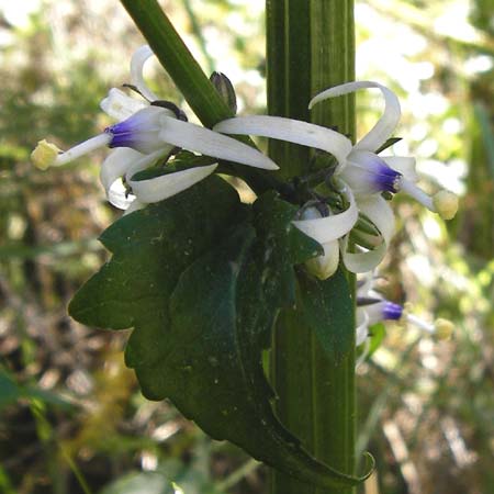 Petromarula pinnata \ Kretische Ruten-Glockenblume / Cretan Rock Lettuce, Kreta/Crete Knossos 1.4.2015