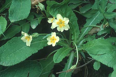 Primula vulgaris \ Stngellose Primel, Kissen-Primel, Kreta Strovles 18.5.1991