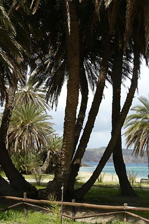 Phoenix theophrasti / Cretan Date Palm, Crete Preveli Beach 3.4.2015