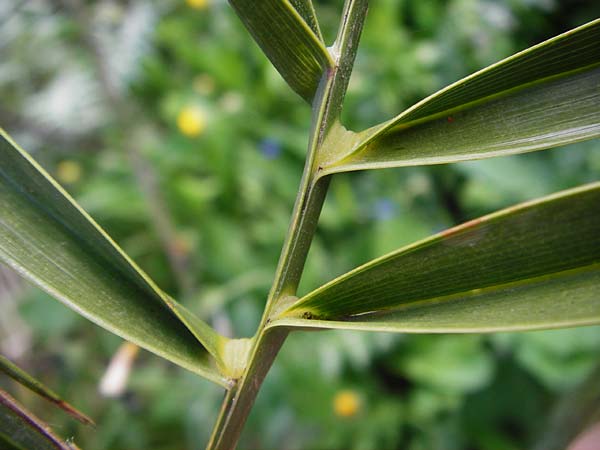 Phoenix theophrasti / Cretan Date Palm, Crete Preveli Beach 3.4.2015