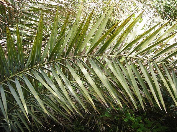 Phoenix theophrasti / Cretan Date Palm, Crete Preveli Beach 3.4.2015