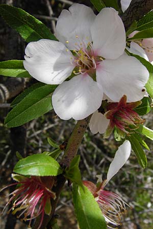 Prunus webbii \ Webbs Mandelbaum / Wild Almond, Kreta/Crete Knossos 30.3.2015