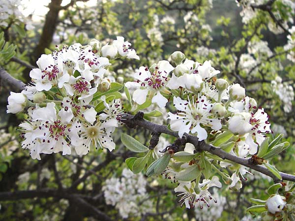 Pyrus spinosa / Almond-Leaved Pear, Crete Knossos 31.3.2015