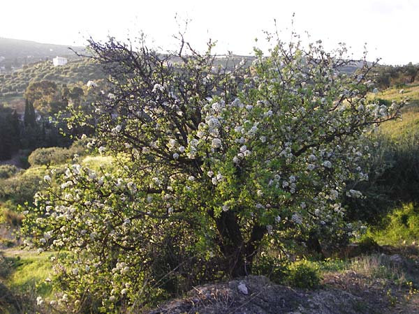 Pyrus spinosa / Almond-Leaved Pear, Crete Knossos 31.3.2015