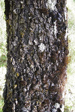 Quercus ithaburensis subsp. macrolepis / Valonian Oak, Tabor Oak, Crete Armeni 7.4.2015