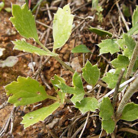 Ranunculus asiaticus var. albus \ Asiatischer Hahnenfu / Persian Buttercup, Turban Buttercup, Kreta/Crete Arhanes, Jouhtas 30.3.2015