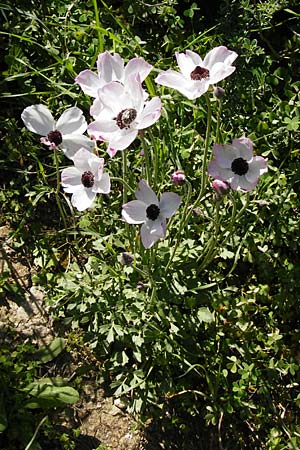 Ranunculus asiaticus var. albus \ Asiatischer Hahnenfu / Persian Buttercup, Turban Buttercup, Kreta/Crete Knossos 1.4.2015