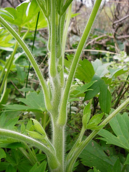 Staphisagria macrosperma \ Stephanskraut, Mittelmeer-Rittersporn / Stavesacre, Kreta/Crete Zakros - Schlucht / Gorge 8.4.2015