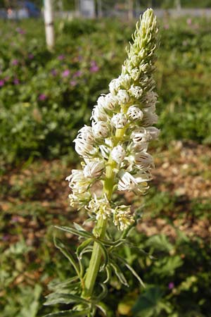 Reseda alba \ Weie Resede / White Mignonette, Kreta/Crete Heraklion 12.4.2015