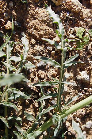 Reseda alba \ Weie Resede / White Mignonette, Kreta/Crete Heraklion 12.4.2015