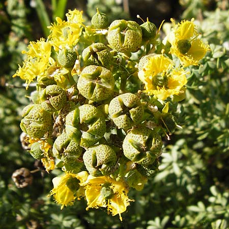 Ruta chalepensis \ Gefranste Raute, Aleppo-Raute, Kreta Preveli 3.4.2015