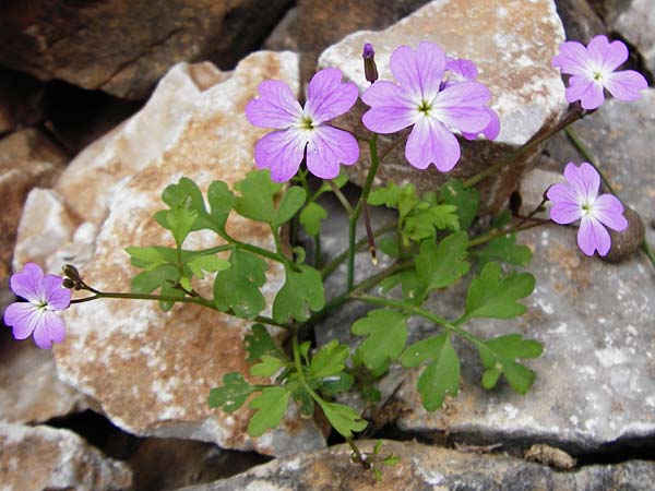 Ricotia cretica / Ricotia, Crete Aradena - Gorge 4.4.2015