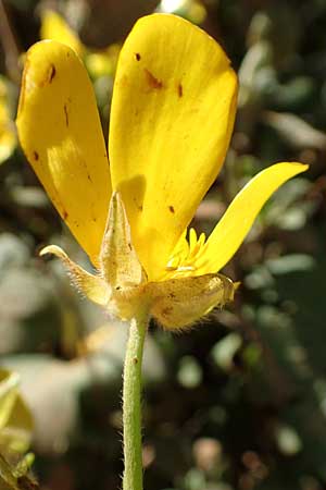 Ranunculus creticus / Cretan Buttercup, Crete Arhanes, Jouhtas 30.3.2015