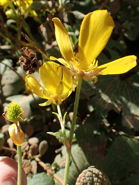 Ranunculus creticus \ Kretischer Hahnenfu / Cretan Buttercup, Kreta/Crete Arhanes, Jouhtas 30.3.2015