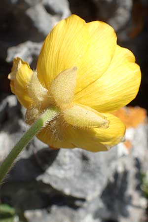 Ranunculus creticus / Cretan Buttercup, Crete Arhanes, Jouhtas 30.3.2015