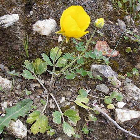 Ranunculus asiaticus var. flavus \ Asiatischer Hahnenfu / Persian Buttercup, Turban Buttercup, Kreta/Crete Kavousi 11.4.2015