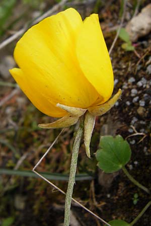 Ranunculus asiaticus var. flavus \ Asiatischer Hahnenfu / Persian Buttercup, Turban Buttercup, Kreta/Crete Kavousi 11.4.2015