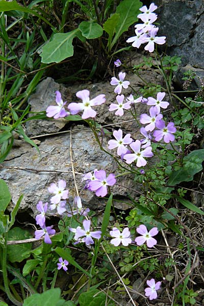 Ricotia cretica \ Kretische Ricotie, Kreta Kotsifou - Schlucht 2.4.2015