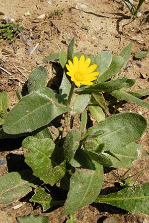 Calendula arvensis \ Acker-Ringelblume, Kreta Arhanes, Jouhtas 30.3.2015