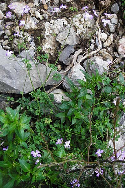 Ricotia cretica \ Kretische Ricotie / Ricotia, Kreta/Crete Kotsifou - Schlucht / Gorge 2.4.2015