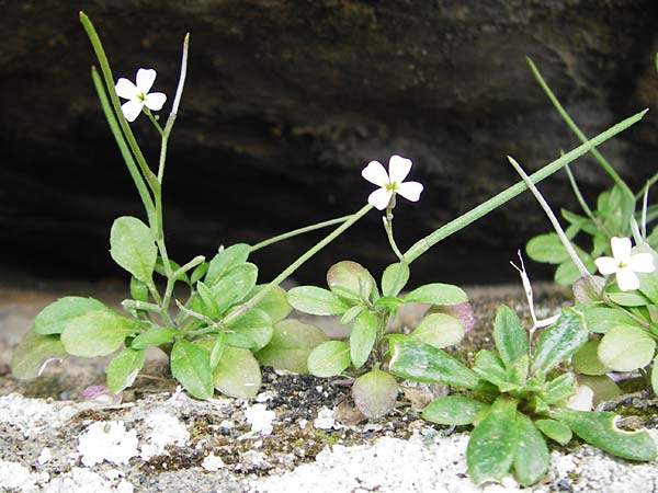 Malcolmia chia \ Chios-Meerviole / Chian Stock, Aegaean Stock, Kreta/Crete Preveli Strand/Beach 3.4.2015