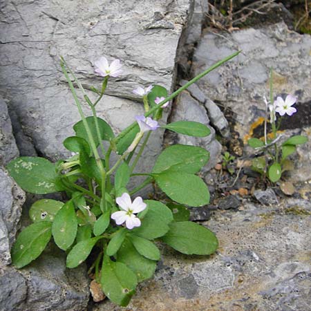 Malcolmia chia \ Chios-Meerviole, Kreta Preveli Strand 3.4.2015