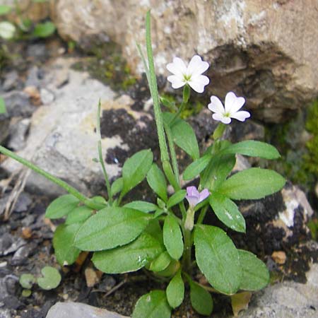 Malcolmia chia \ Chios-Meerviole, Kreta Preveli Strand 3.4.2015