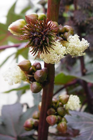 Ricinus communis \ Rizinus, Kreta Sitia 8.4.2015