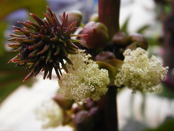 Ricinus communis / Castor Oil-Plant, Crete Sitia 8.4.2015