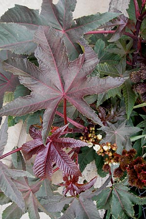 Ricinus communis \ Rizinus / Castor Oil-Plant, Kreta/Crete Sitia 8.4.2015