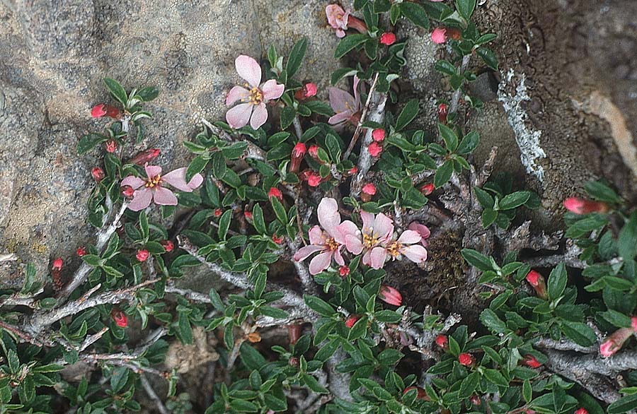 Prunus prostrata \ Niederliegende Kirsche, Kreta Ideon Andron 11.4.1990