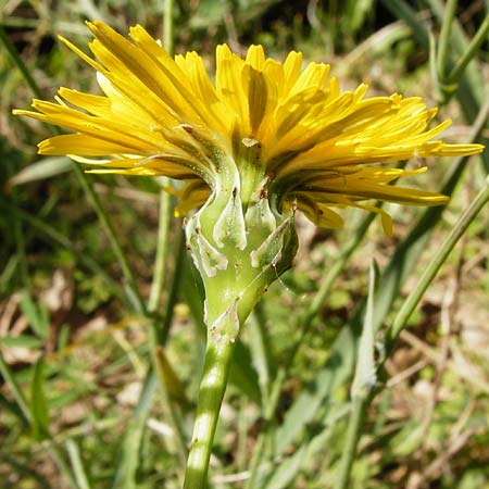 Reichardia picroides \ Bitterkraut-Reichardie / Common Reichardia, Kreta/Crete Armeni 7.4.2015